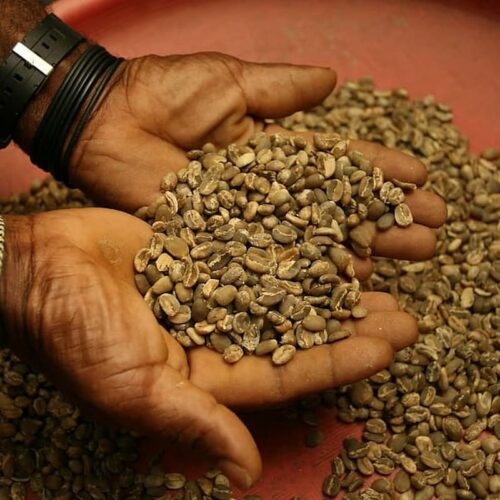 Excelsa Coffee: Exploring its Unique Taste